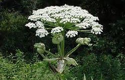 Giant Hogweed Giant Hogweed