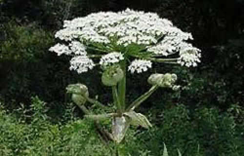Giant Hogweed