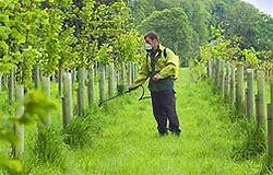 Woodland and Forestry Spraying Woodland and Forestry Spraying