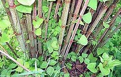 Japanese Knotweed Japanese Knotweed