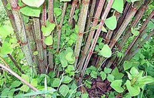 Japanese Knotweed
