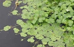 Floating Pennywort Floating Pennywort
