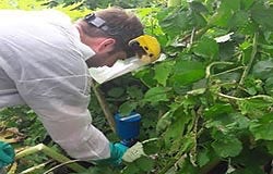 Invasive and Aquatic Weeds Invasive and Aquatic Weeds